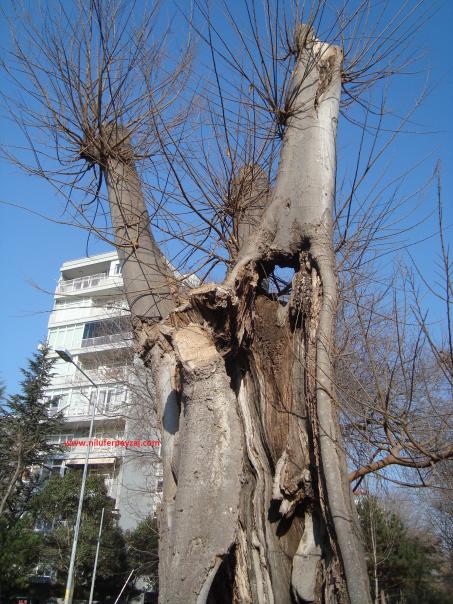 Name:  Ant Aa Restorasyonu 92.jpg
Views: 961
Size:  71.0 KB