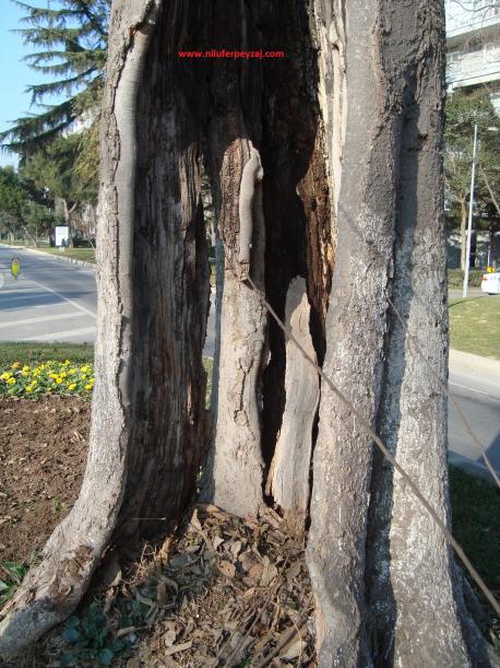 Name:  Ant Aa Restorasyonu 93.jpg
Views: 622
Size:  73.0 KB