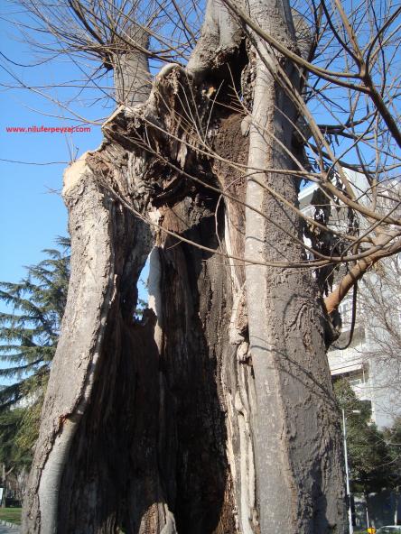 Name:  Ant Aa Restorasyonu 94.jpg
Views: 980
Size:  73.8 KB