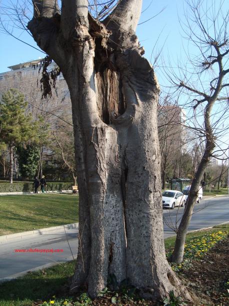Name:  Ant Aa Restorasyonu 97.jpg
Views: 885
Size:  72.6 KB
