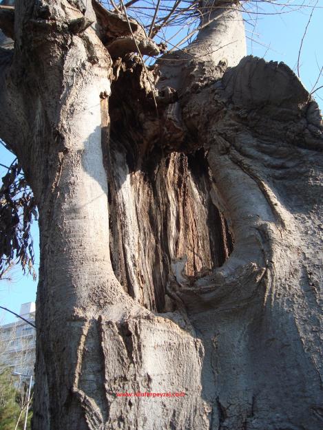 Name:  Ant Aa Restorasyonu 96.jpg
Views: 864
Size:  73.3 KB