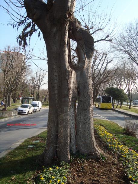 Name:  Ant Aa Restorasyonu 98.jpg
Views: 942
Size:  72.9 KB