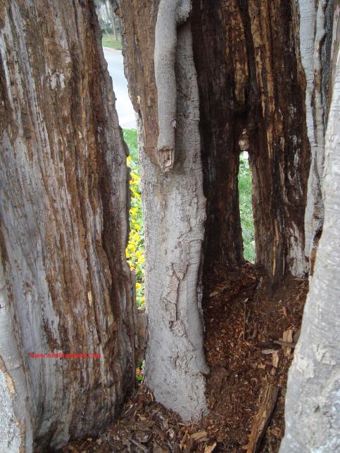 Name:  Ant Aa Restorasyonu 109.jpg
Views: 971
Size:  73.0 KB