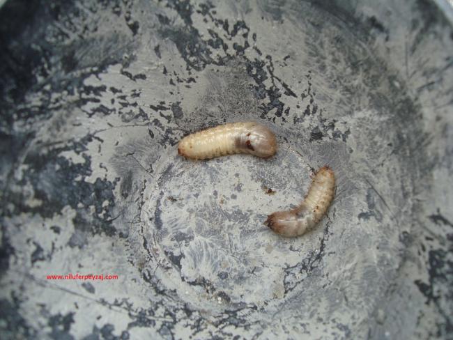 Name:  Ant Aa Restorasyonu 111.jpg
Views: 967
Size:  55.9 KB