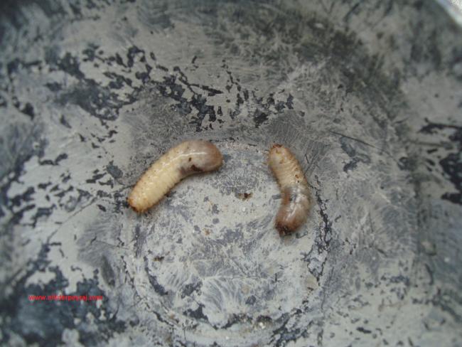 Name:  Ant Aa Restorasyonu 112.jpg
Views: 993
Size:  50.2 KB
