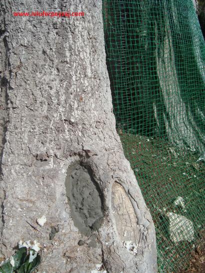 Name:  Ant Aa Restorasyonu 115.jpg
Views: 926
Size:  70.2 KB