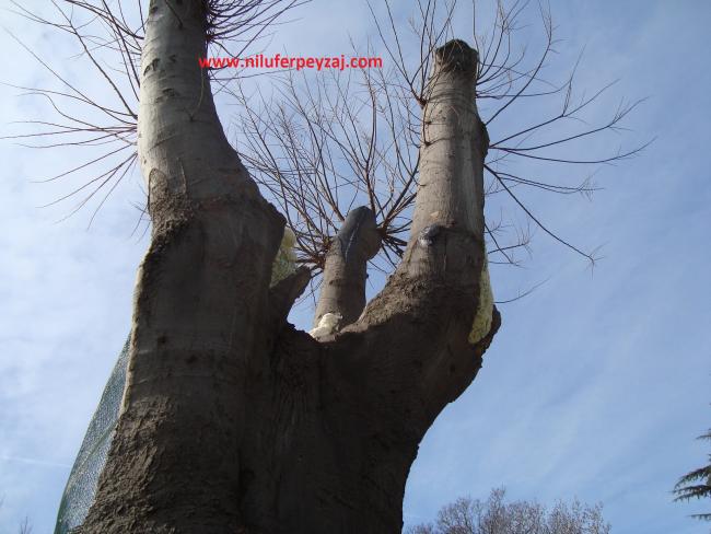 Name:  Ant Aa Restorasyonu 118.jpg
Views: 913
Size:  45.7 KB