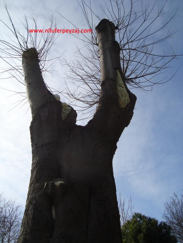 Name:  Ant Aa Restorasyonu 119.jpg
Views: 994
Size:  70.7 KB