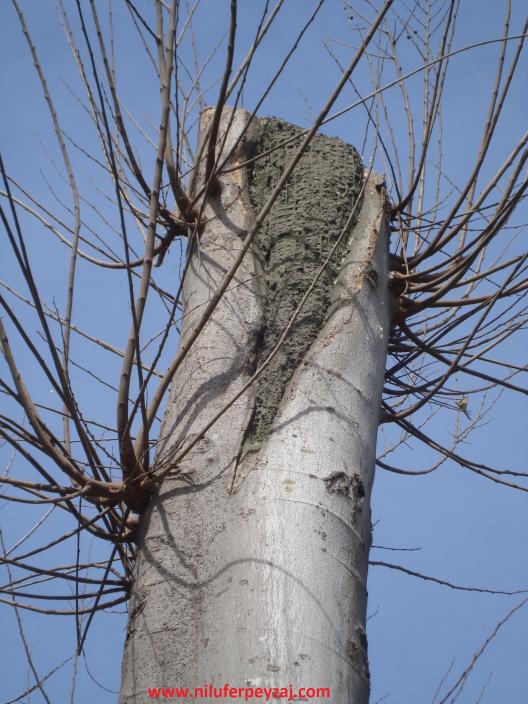 Name:  Ant Aa Restorasyonu 120.jpg
Views: 928
Size:  74.1 KB