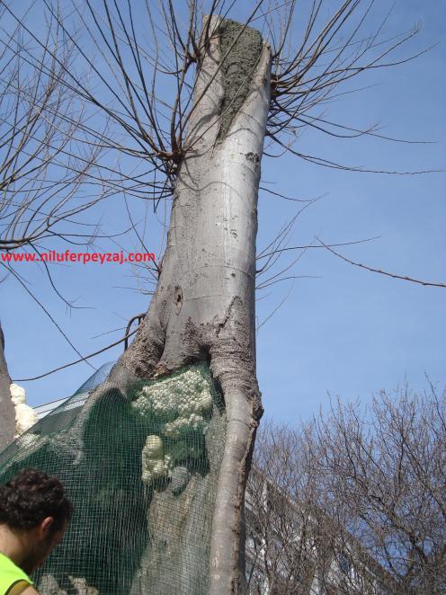 Name:  Ant Aa Restorasyonu 121.jpg
Views: 581
Size:  71.2 KB