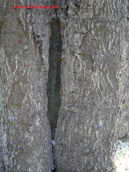 Name:  Ant Aa Restorasyonu 122.jpg
Views: 591
Size:  69.8 KB