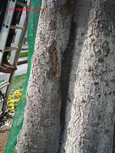 Name:  Ant Aa Restorasyonu 125.jpg
Views: 920
Size:  72.2 KB