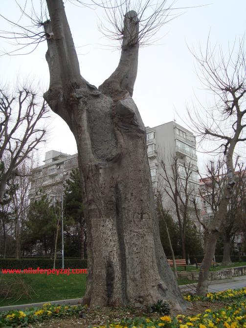 Name:  Ant Aa Restorasyonu 132.jpg
Views: 871
Size:  71.3 KB