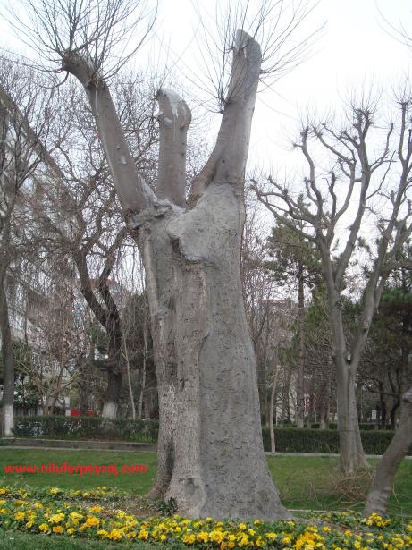 Name:  Ant Aa Restorasyonu 133.jpg
Views: 879
Size:  72.1 KB