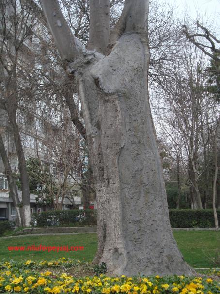 Name:  Ant Aa Restorasyonu 134.jpg
Views: 917
Size:  70.9 KB