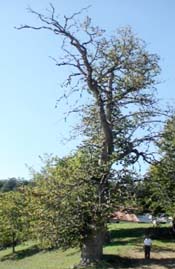 Name:  845020.jpg
Views: 744
Size:  17.4 KB