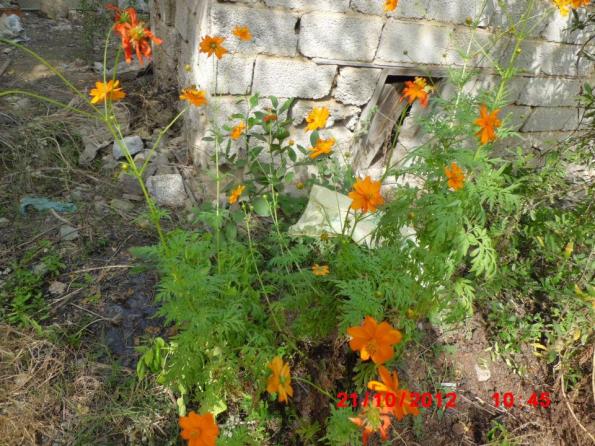 Name:  2.jpg
Views: 1051
Size:  71.5 KB
