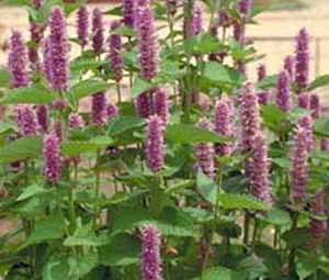 Name:  Agastache Foeniculum.jpg
Views: 1060
Size:  20.7 KB