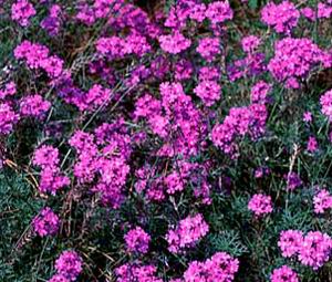 Name:  Verbena Tenuisecta.jpg
Views: 1151
Size:  31.8 KB