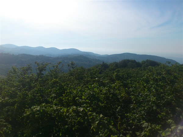 Name:  DSC_1932.jpg
Views: 533
Size:  57.8 KB