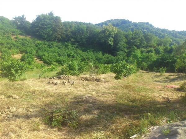 Name:  DSC_1937.jpg
Views: 520
Size:  50.0 KB