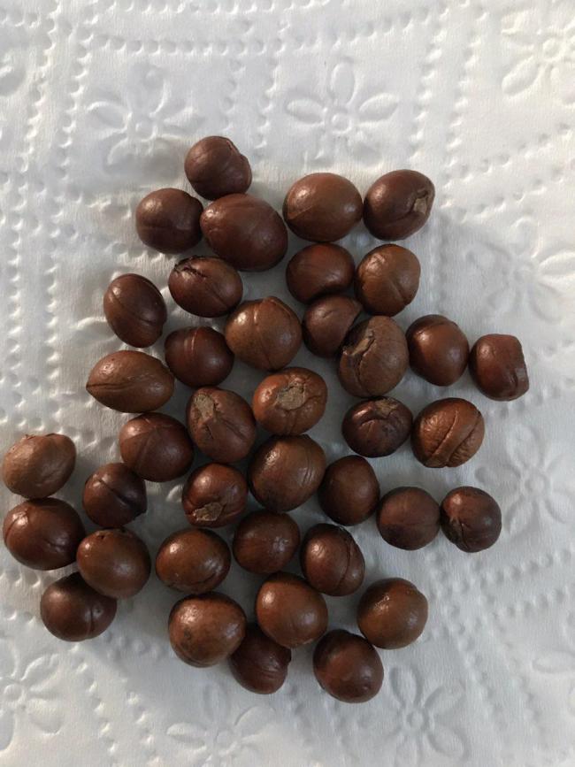 Name:  StyraxOfficinalisSeeds-1.jpg
Views: 1534
Size:  67.2 KB
