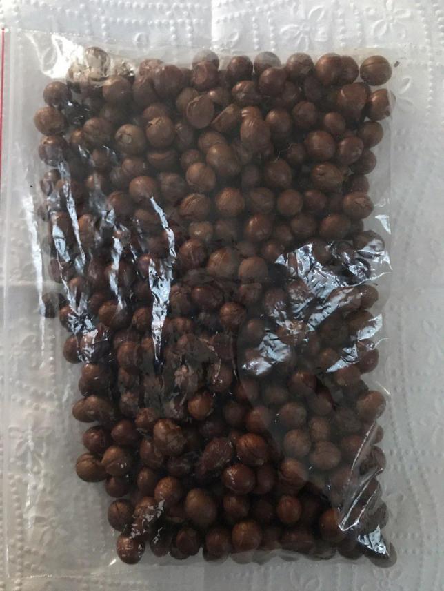Name: StyraxOfficinalisSeeds-2.jpg
Views: 1466
Size: 70.3 KB