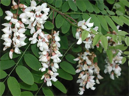 Name:  RobiniaPseudoacacia.jpg
Views: 1165
Size:  56.5 KB