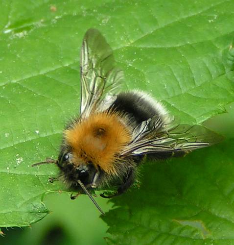Name:  Bombus%20hypnorum%20-%20Baumhummel%2001.jpg
Views: 18125
Size:  30.8 KB