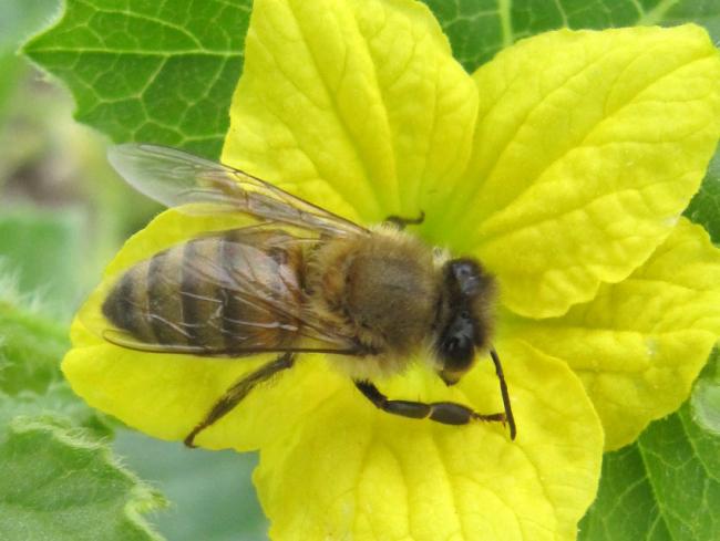 Name:  IMG_4226.jpg
Views: 631
Size:  37.8 KB