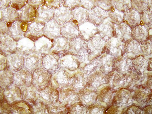 Name:  IMG_7137.jpg
Views: 562
Size:  70.9 KB