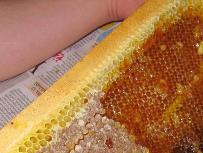 Name:  IMG_7121.jpg
Views: 596
Size:  52.3 KB