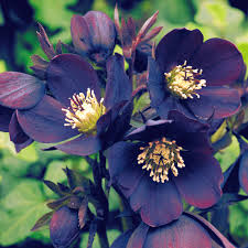 Name:  imagesWN6ZFM9Q.jpg
Views: 243
Size:  14.4 KB