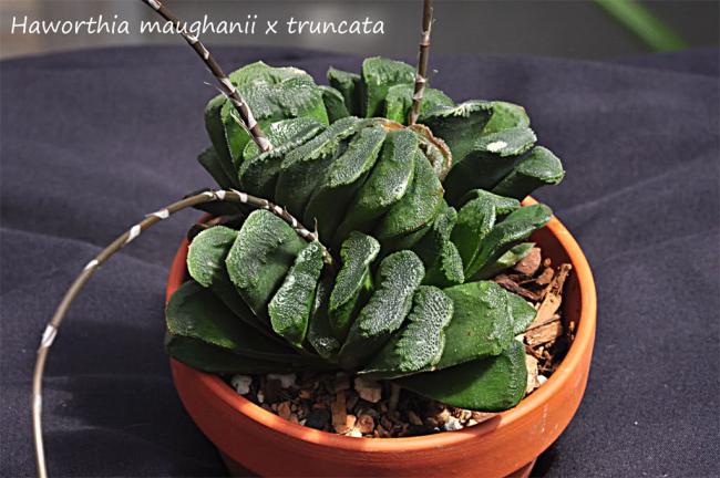 Name:  Haworthia - maughanii x turuncata.jpg
Views: 789
Size:  48.4 KB