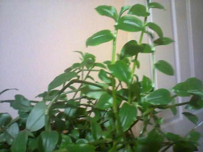 Name:  Fotoraf1511.jpg
Views: 695
Size:  39.5 KB