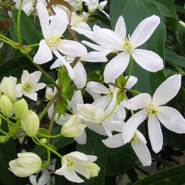 Name:  clematis-armandii-2.jpg
Views: 487
Size:  64.2 KB