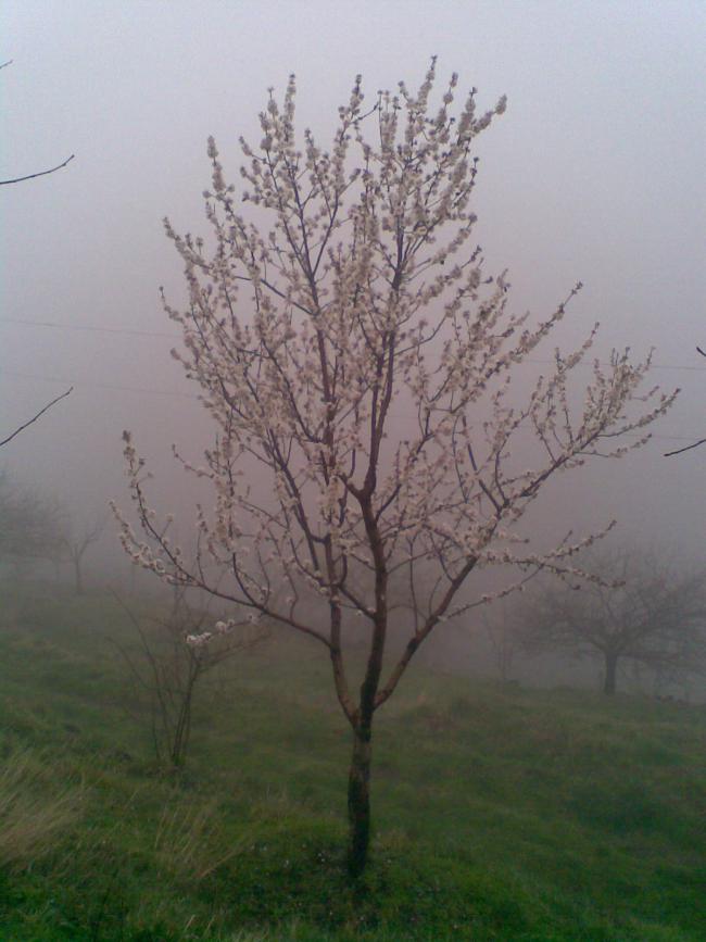 Name:  Salim260.jpg
Views: 2358
Size:  59.1 KB