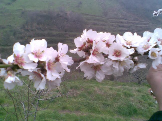 Name:  Salim258.jpg
Views: 2224
Size:  44.1 KB