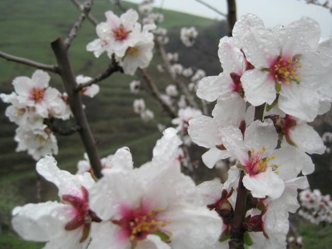 Name:  Samsunlu55IMG_1989.jpg
Views: 1071
Size:  38.5 KB