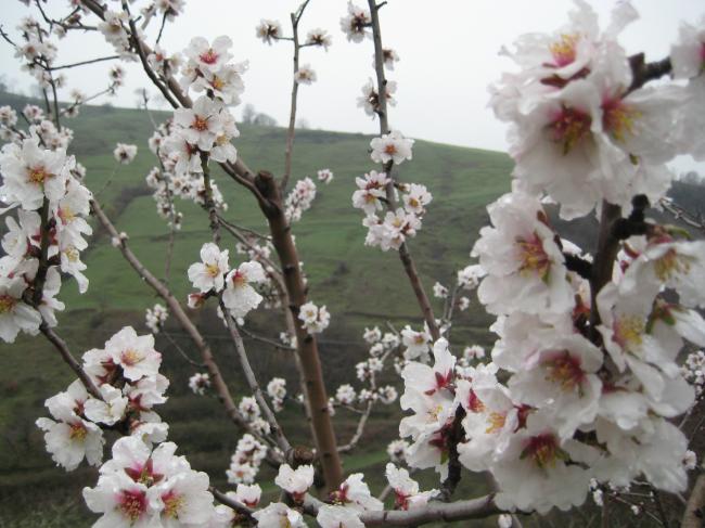 Name:  Samsunlu55IMG_1990.jpg
Views: 1129
Size:  53.5 KB