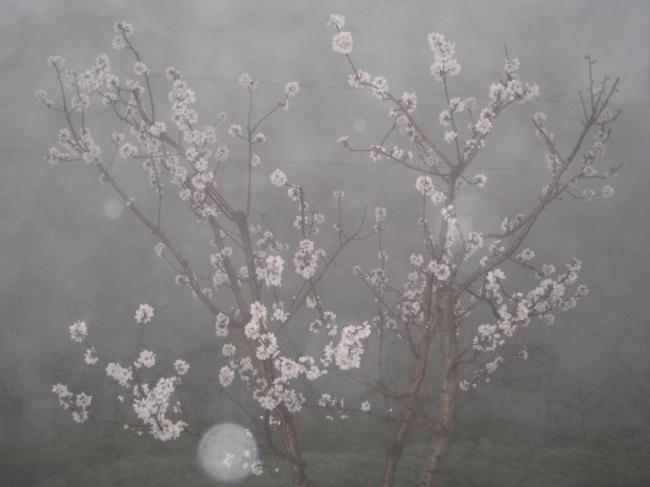 Name:  Samsunlu55IMG_2030.jpg
Views: 1100
Size:  29.0 KB