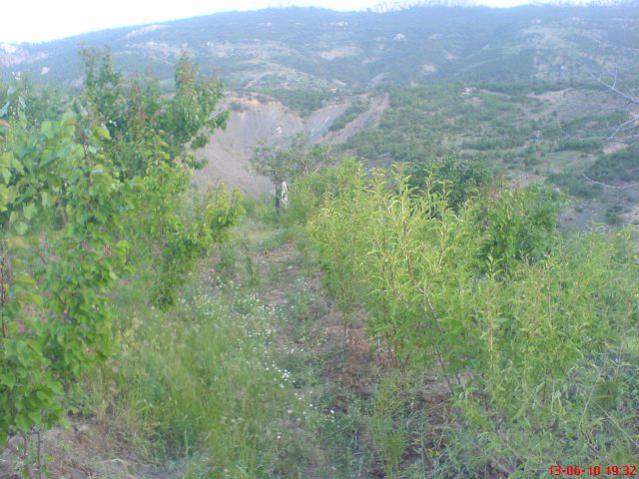 Name:  DSC01195.jpg
Views: 1742
Size:  55.7 KB