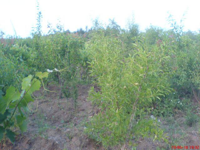 Name:  DSC01196.jpg
Views: 1898
Size:  51.6 KB