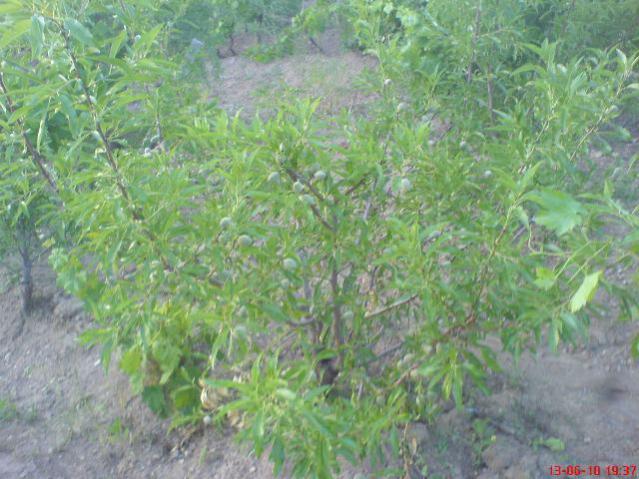Name:  DSC01199.jpg
Views: 2082
Size:  58.2 KB