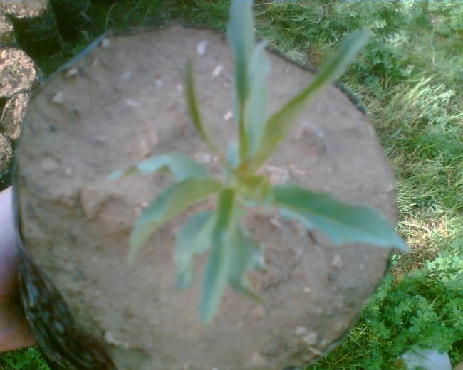 Name:  Grnt001.jpg
Views: 2498
Size:  41.7 KB