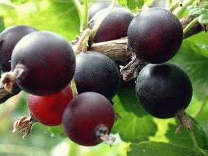Name:  image001.jpg
Views: 8887
Size:  11.8 KB