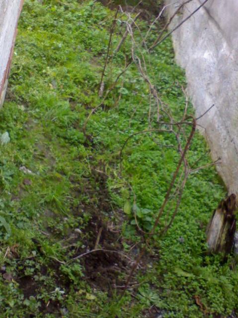 Name:  DSC04484.jpg
Views: 7226
Size:  61.9 KB