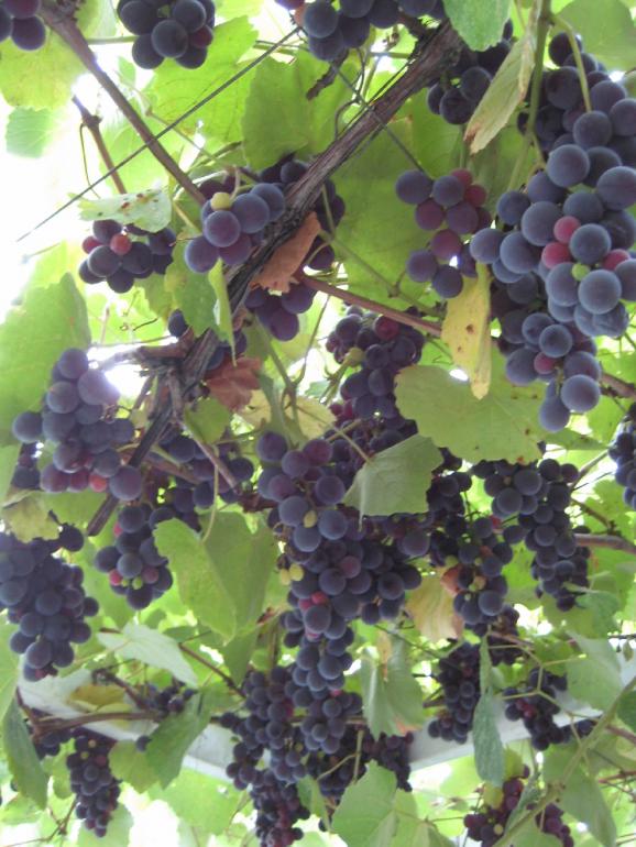 Name:  Samsunlu55IMG_0122.jpg
Views: 4048
Size:  75.1 KB