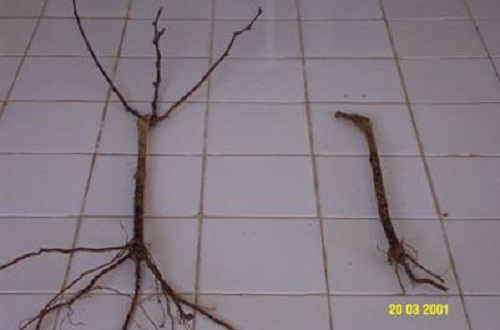 Name:  Dikim Budamas.jpg
Views: 2094
Size:  34.7 KB