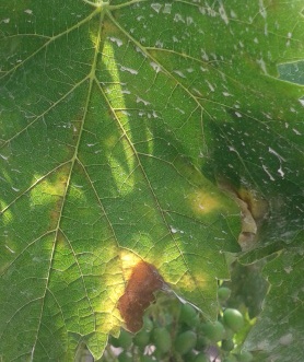 Name:  20130625_095011.jpg
Views: 4352
Size:  58.8 KB